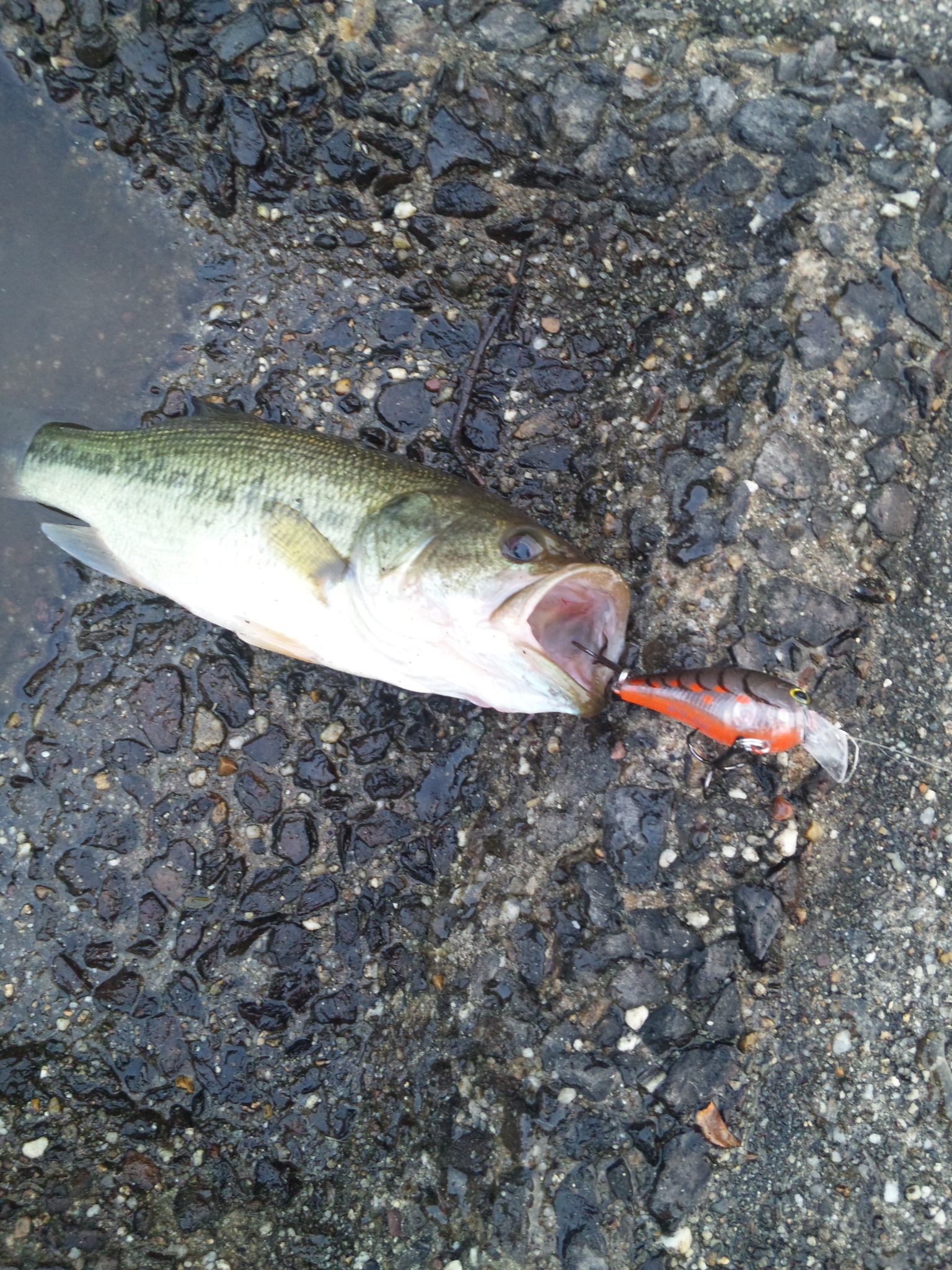 久々の投稿 近所の 室池 へバス釣りに行ってきました リストラされたミナミ 心斎橋の中年不動産屋のブログ 賃貸店舗の紹介も時々します